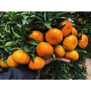 Cây giống cam đường canh không hạt siêu ngọt - trồng chậu được.