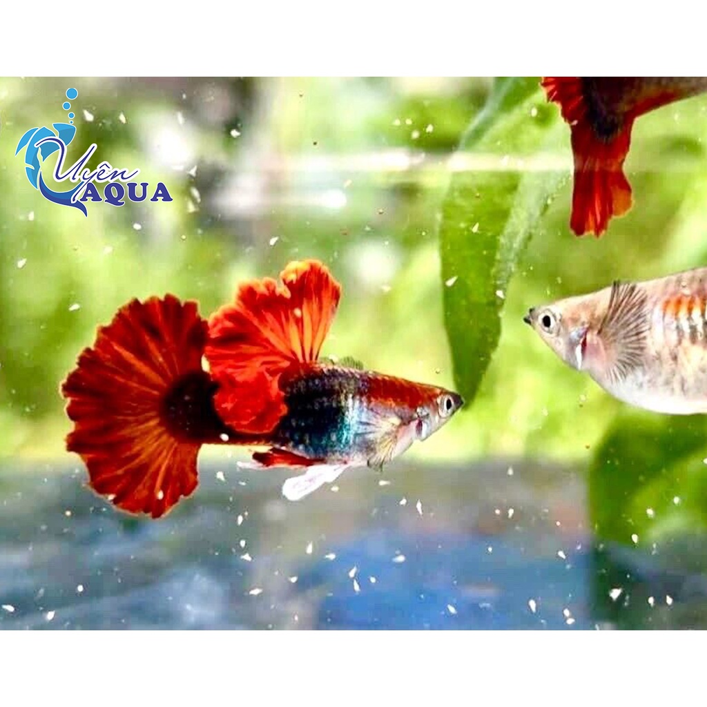 Combo cặp cá 7 màu Hb red guppy - tặng thức ăn - Hoàn tiền khi gặp sự cố