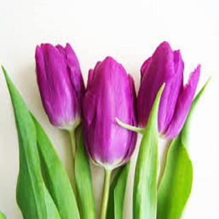 Củ hoa tulip (tuylip) được chọn màu( ra hoa sau 20-25 ngày)