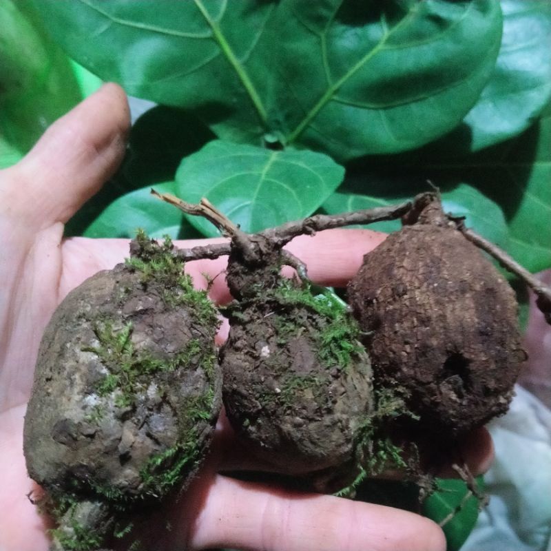 Củ Bình Vôi Bonsai rất đẹp 😍.