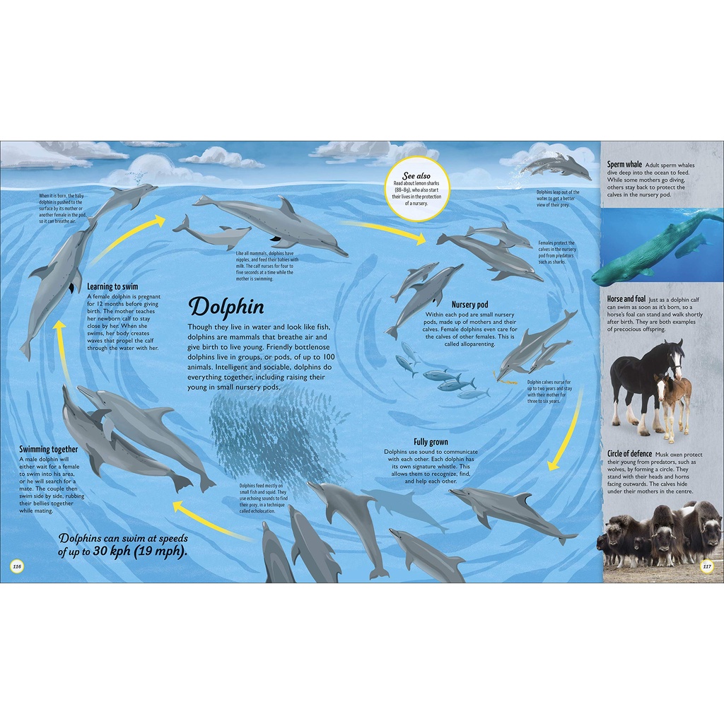 Life Cycles: Everything From Start To Finish