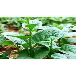 GÓI 50 HẠT GIỐNG MỒNG TƠI XANH(mùng tơi)