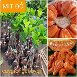 Cây giống mít Ruột Đỏ Malay, mít ruột đỏ sơ đỏ ra quả sớm, cây cao 1m-1,2m