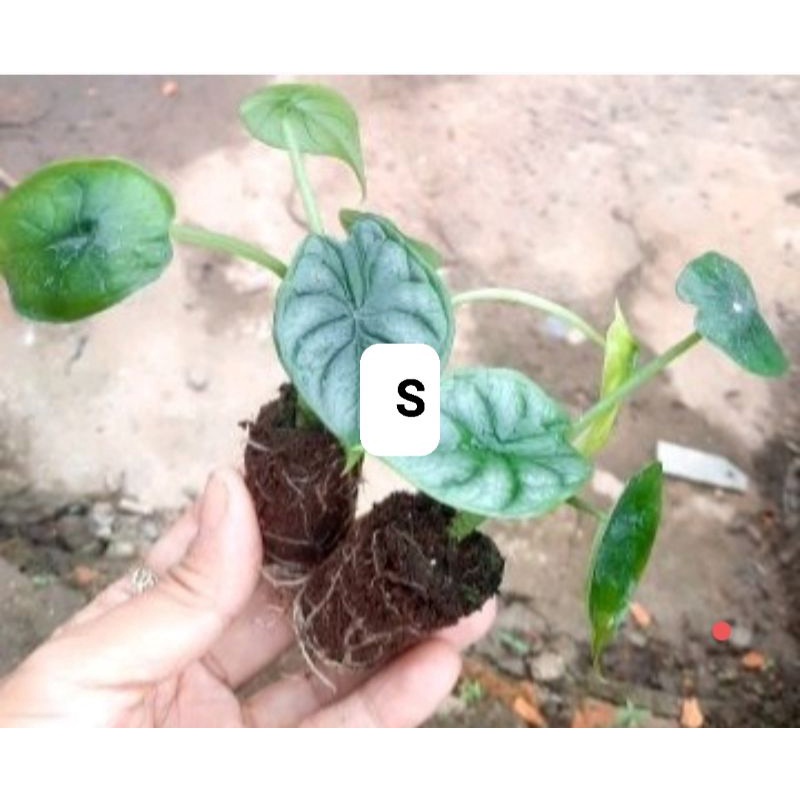 Alocasia dragon scale