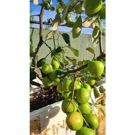 Cây giống TÁO THÁi siêu ngọt F1. 6 tháng cho quả