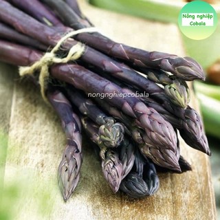Hạt giống măng tây tím dễ trồng 0.2gr