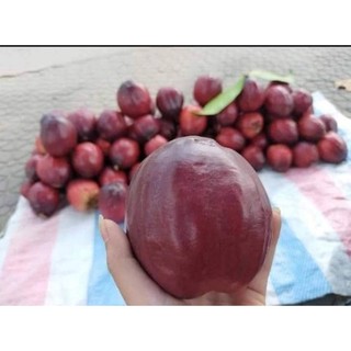 Cây giống mận điều thái- cây cao 60cm
