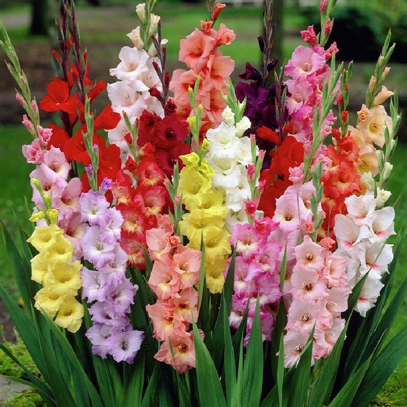 1kg củ giống hoa lay ơn Hà Lan nhiều màu sắc