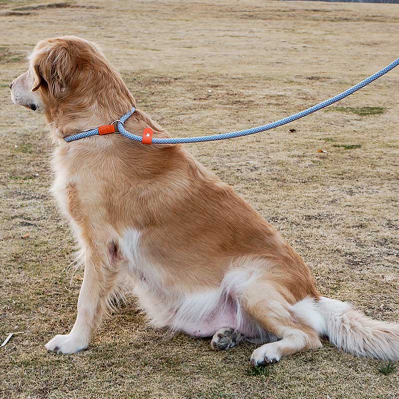 HamshMoc Dây Dắt Thú Cưng Đi Dạo Hình Chữ P Kèm Dây Dắt Tiện Dụng