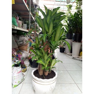 CÂY TRẦU BÀ LEO CỘT (cây khỏe đẹp có bảo hành) (chi lăng shop 47 )