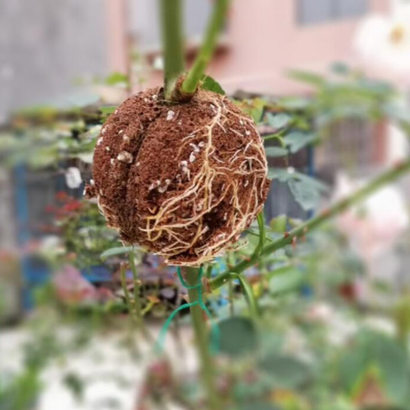 Hộp Gieo Hạt Trồng Cây 5cm vnh2