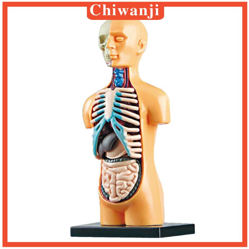 Mô Hình Cơ Thể Người Dùng Dạy Học