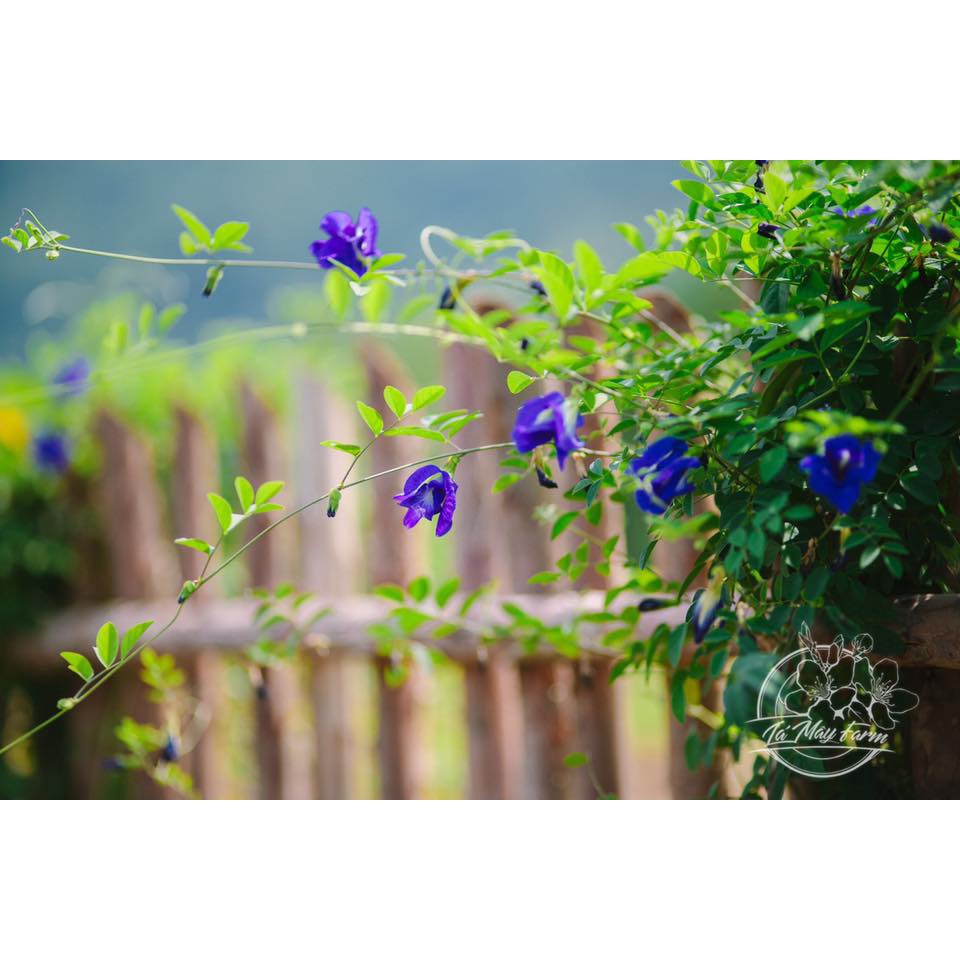 Trà hoa đậu biếc - Lá Mây Farm