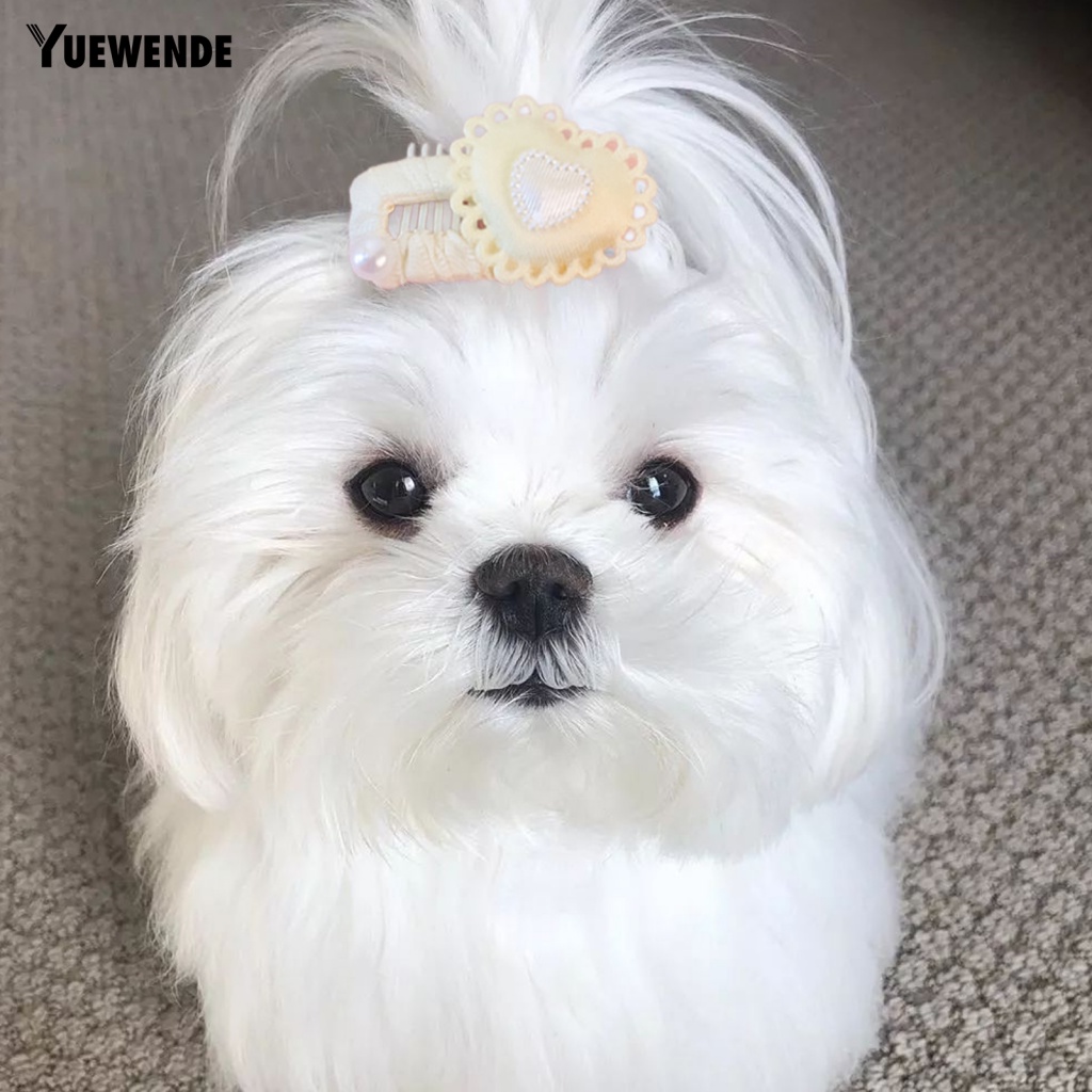 Ye.b Phù Hợp Với Thú Cưng Mặc Hàng Ngày Và Chụp Ảnh Ngoài Trời Dễ Mang Theo Khi Đi Du Lịch Tốt