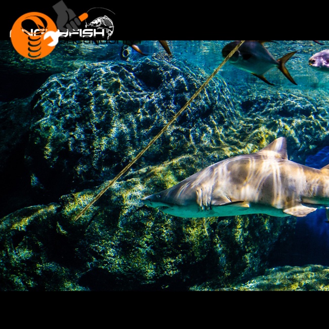 Cuộn Dây Câu Cá Bện 4 Sợi PE 20- 220LB Dòng Spider-Line Series 100m Họa Tiết Rằn Ri