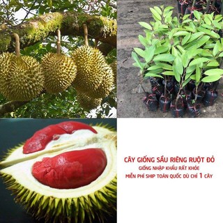 CÂY GIỐNG SẦU RIÊNG RUỘT ĐỎ (chi lăng shop 47)