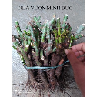 Combo 10 gốc hồng đại bông to siêu hoa- tặng kích rễ +hướng dẫn trồng
