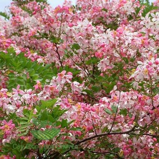 Cây giống muồng anh đào , cây siêu đẹp