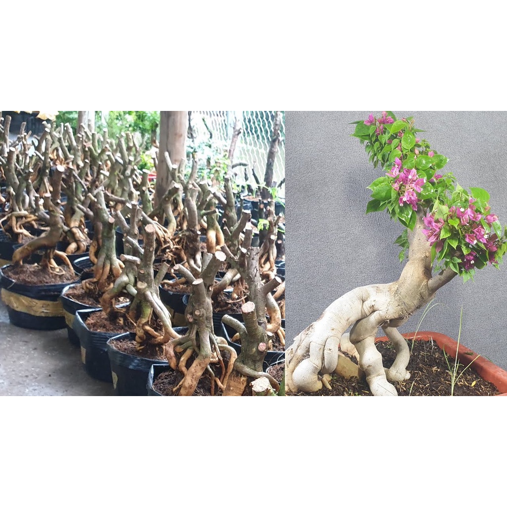 Hoa giấy Mỹ bonsai mini