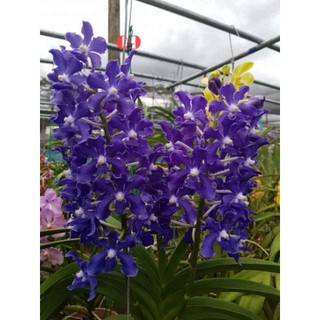 HOA LAN VANDA