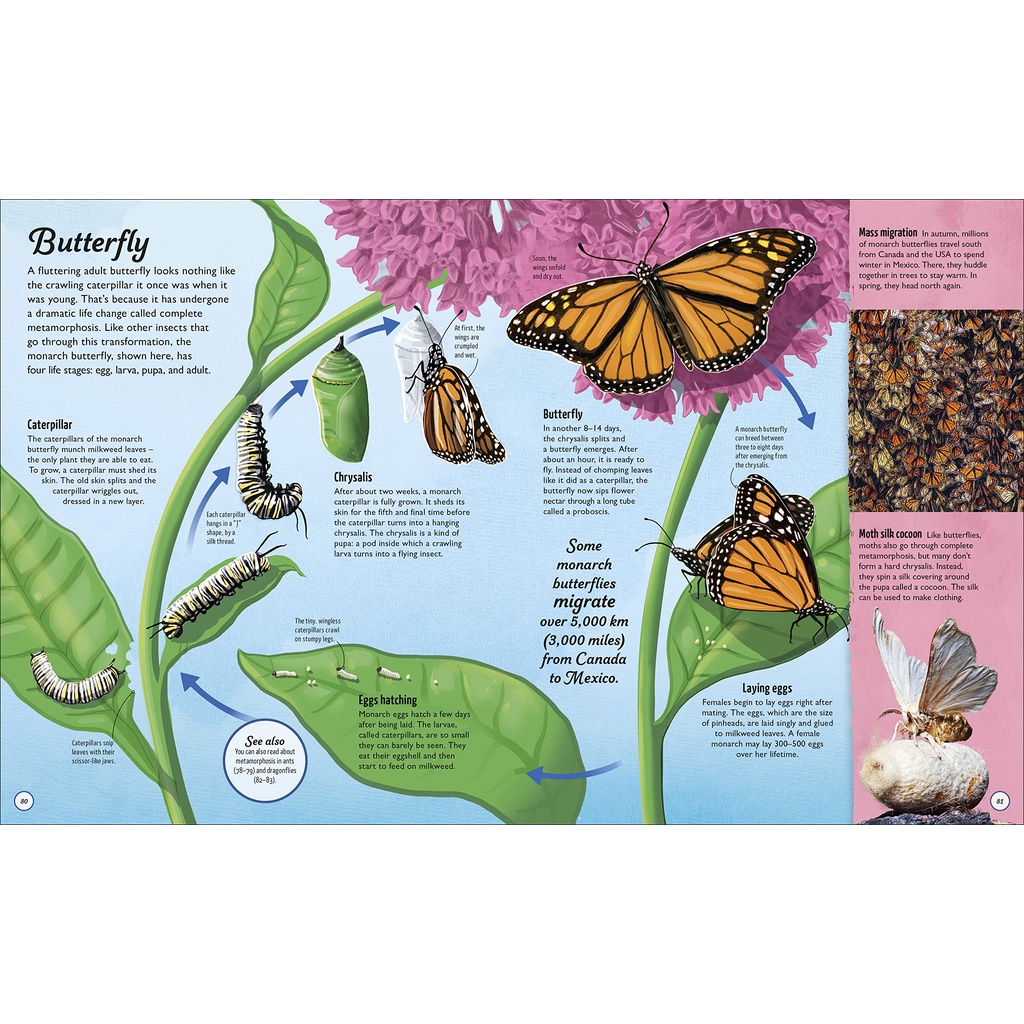 Life Cycles: Everything From Start To Finish