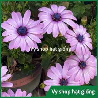 50 hạt giống hoa cúc châu phi (cúc nam phi)