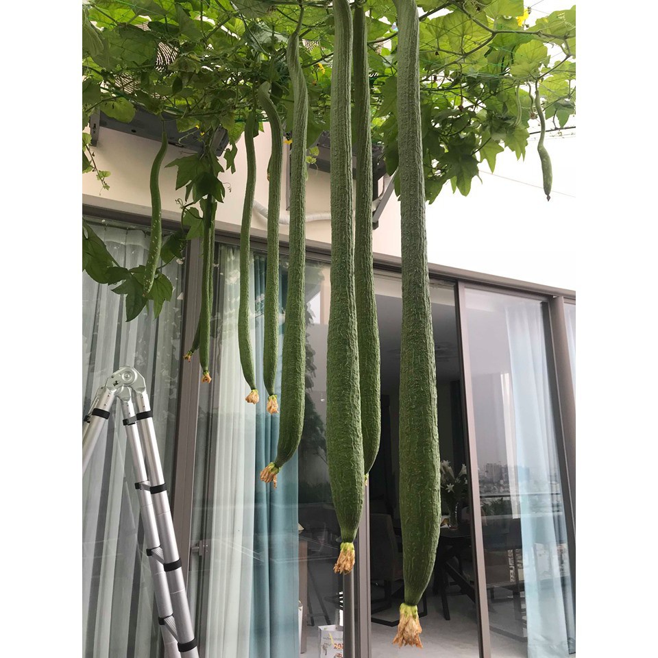 Hạt giống mướp hương siêu dài Đài Loan - 1 gói 10 hạt