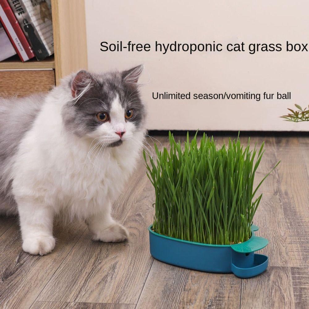 Hộp Nhựa Trồng Cỏ Cho Mèo Chất Lượng Cao