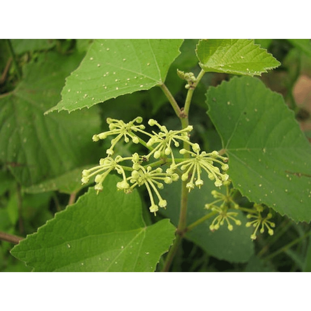 Cây chìa vôi khô 1kg