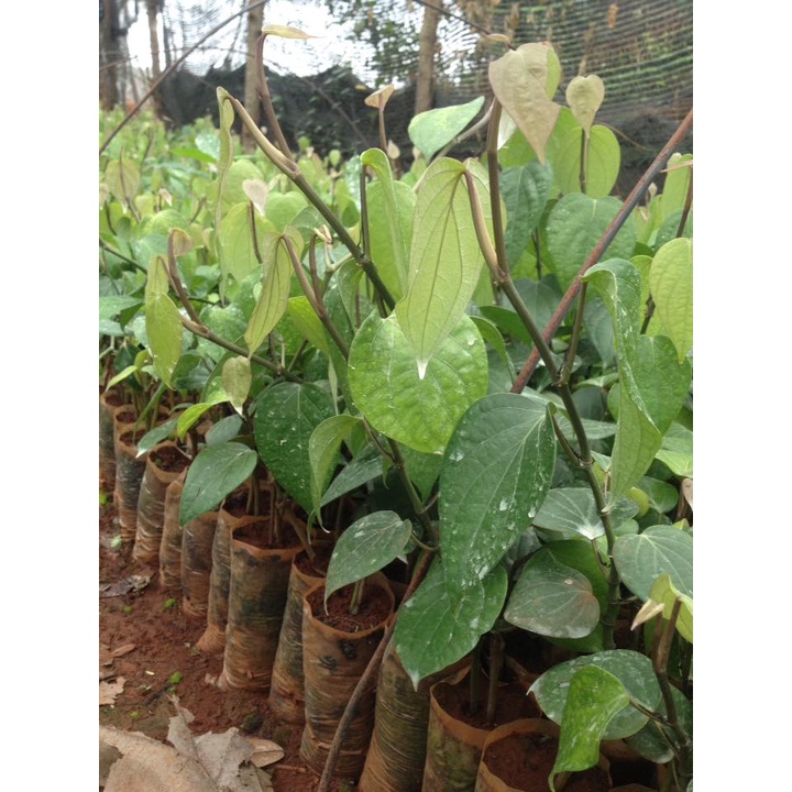 Set  4 cây tiêu giống giao nhanh ( era town duc khai)