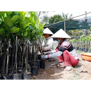 CÂY GIỐNG MÍT MẬT ( cây ghép siêu sớm) ( era town duc khai)