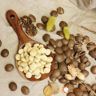 hạt sachi tuyển chọn ( chuyên cây giống )