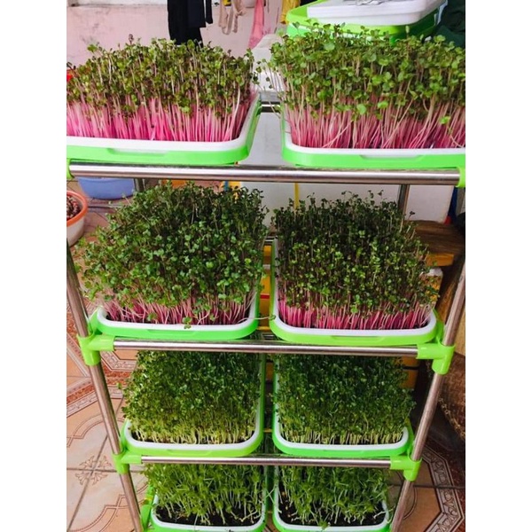 Sỉ Xơ dừa nén mụn đất hữu cơ 700g