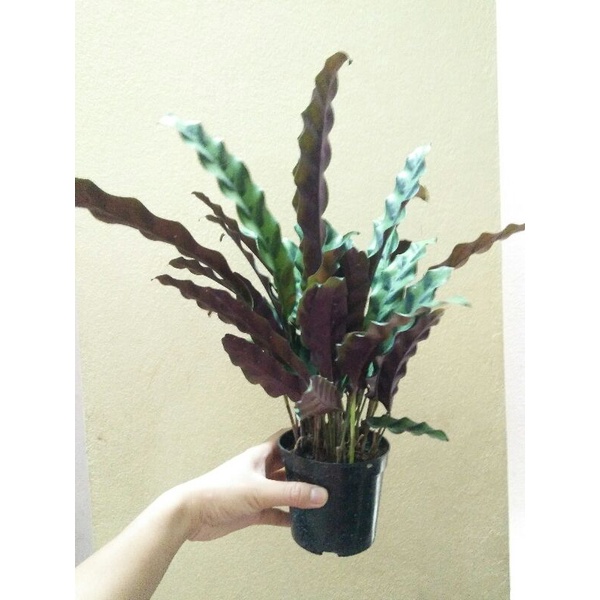 CHẬU ĐUÔI CÔNG  LÁ DÀI, CÂY PHONG THỦY MANG LẠI TÀI LỘC CHO GIA CHỦ