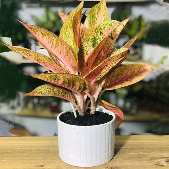CHẬU CÂY THỊNH VƯỢNG,LOÀI CÂY SANG TRỌNG, QUÝ PHÁI, VƯỢNG TÀI LỘC CHO GIA CHỦ
