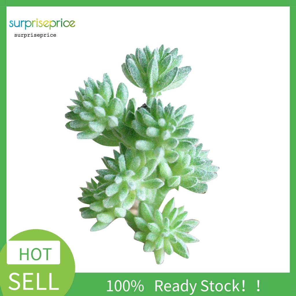 1 Cây Mọng Nước Nhân Tạo Mini Cho Trang Trí