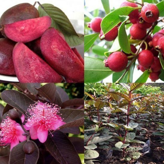 Cây giống ổi tím  giống ổi mới nhập khẩu