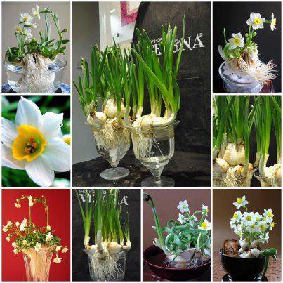 Củ thủy tiên to 5-7 nhánh