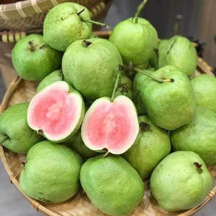 CÂY GIỐNG ỔI LÙN TỨ QUÝ RUỘT ĐỎ ÍT HẠT