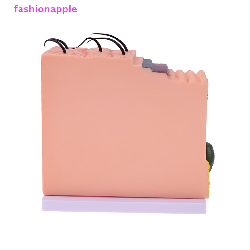 Mô Hình Giải Phẫu Da Người 35 / 50 Lần