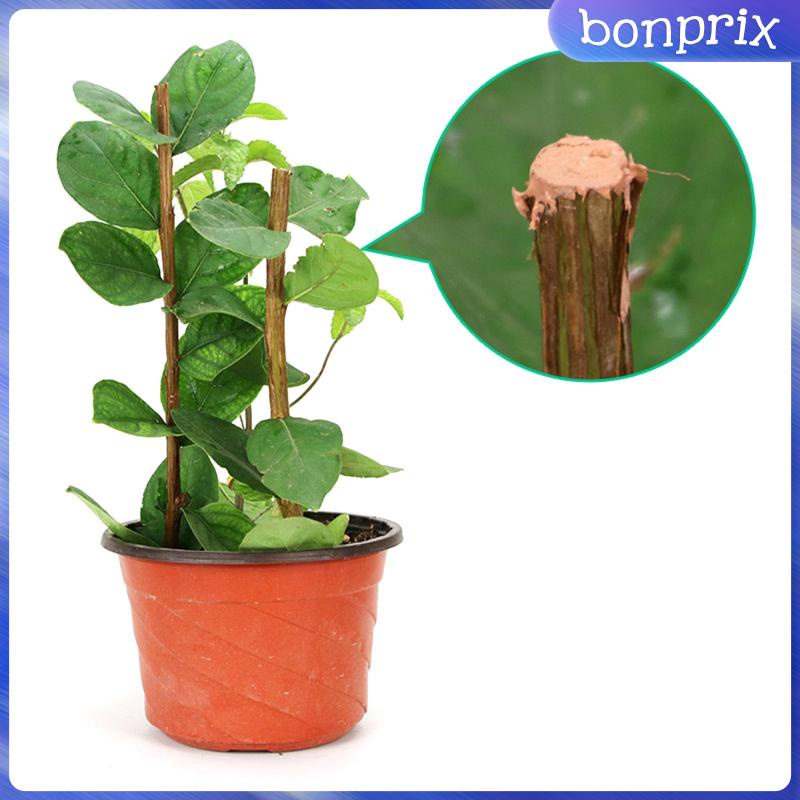 Dụng Cụ Niêm Phong Vết Thương Trên Cây Tiện Dụng
