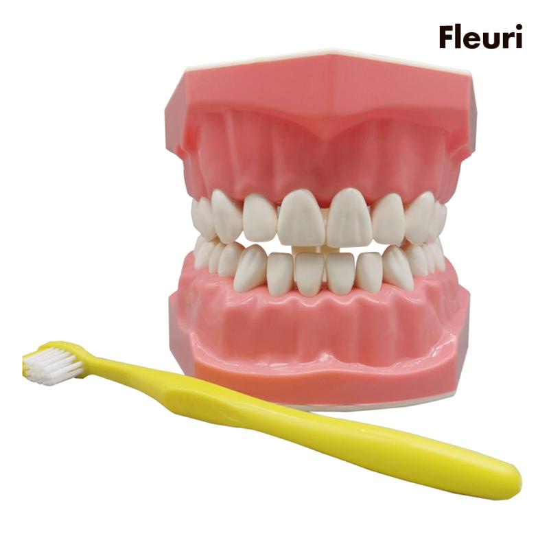 Mô Hình Răng Tiêu Chuẩn Trưng Bày Giáo Dục Cho Bé