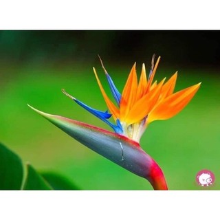 Củ hoa thiên điều sỉ 5k