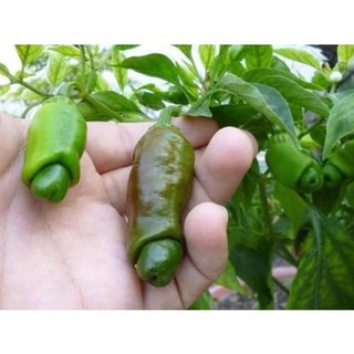 Hạt Giống Ớt Cu Tí Độc Lạ (Gói 5 Hạt) -[Hình dáng thú vị, Ăn ngon - Dễ Trồng, Nhiều trái]