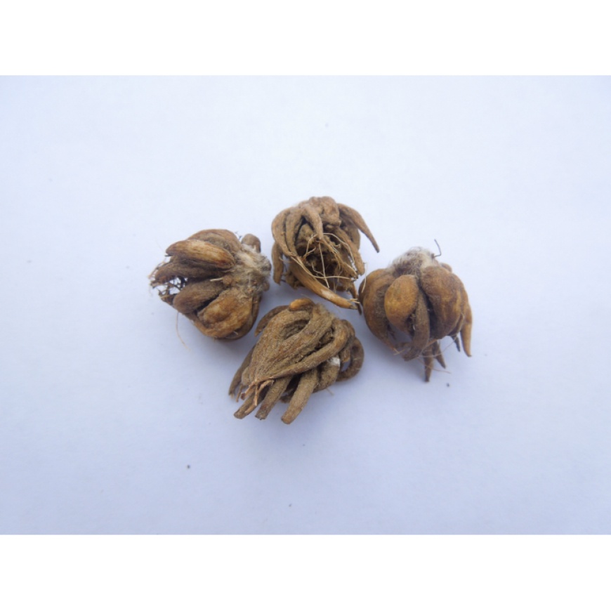 Củ Giống Hoa Hồng Mao Lương Màu Cam  -