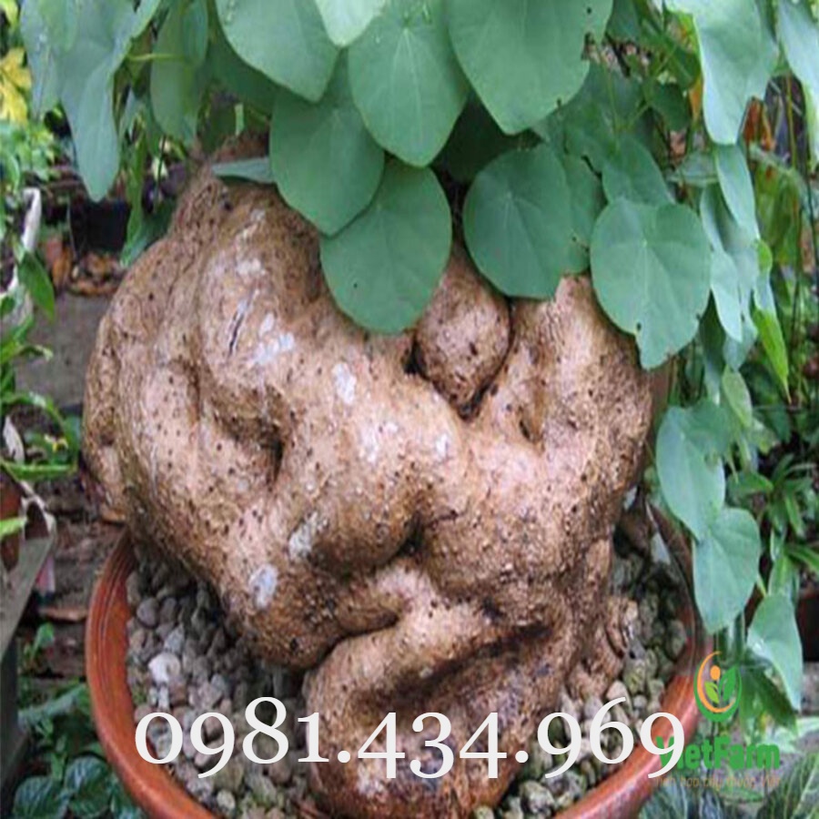 CỦ ĐỒNG TIỀN  TRÒN VO CÓ LÁ ĐẸP ĐỦ SIZE  Chuẩn