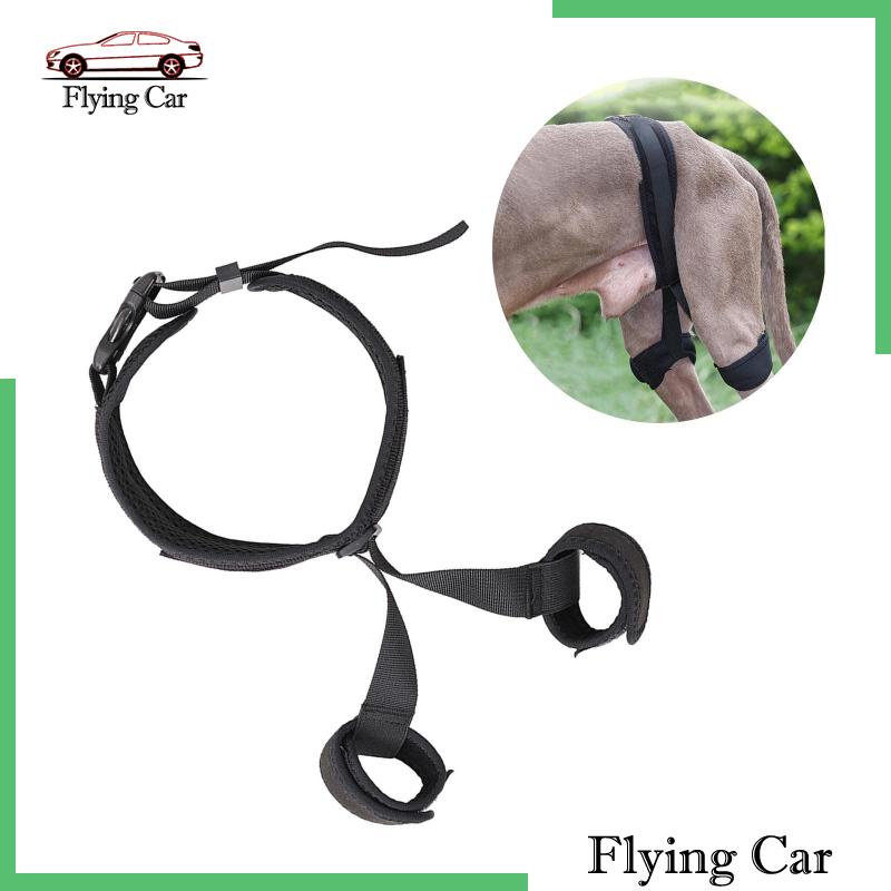 Đai Nẹp Hông / Hông Hỗ Trợ Cho Thú Cưng Lzdjfmy2