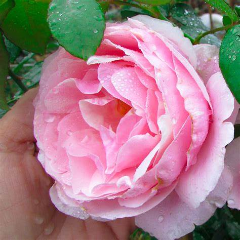GỐC HOA  HỒNG NGOẠI KATE HỒNG BỤI  BAO ĐẸP BAO CHUẨN  ĐỦ MÀU  gôc như hình đăng