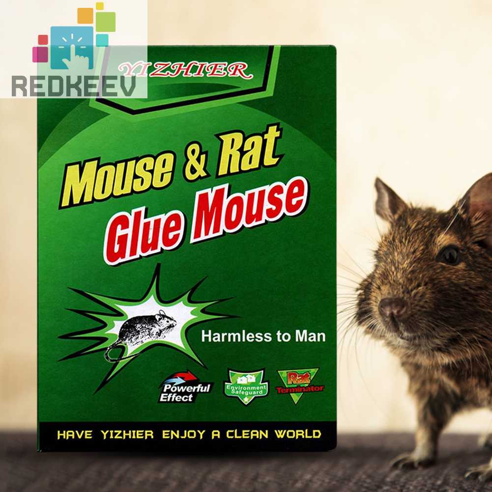 Bộ Keo Bẫy Chuột Dễ Sử Dụng Cho Nhà Bếp / Nhà Hàng / Quán Bar