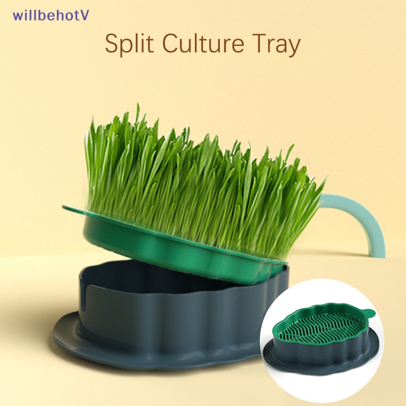 Hộp Cỏ / Mèo Ăn Nhẹ Màu Tương Phản Độc Đáo